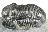 Detailed Gerastos Trilobite Fossil - Morocco #363934-2